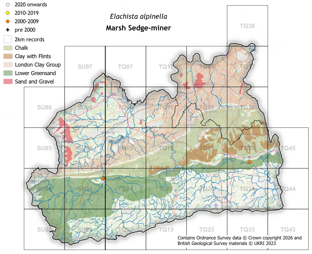 Moths